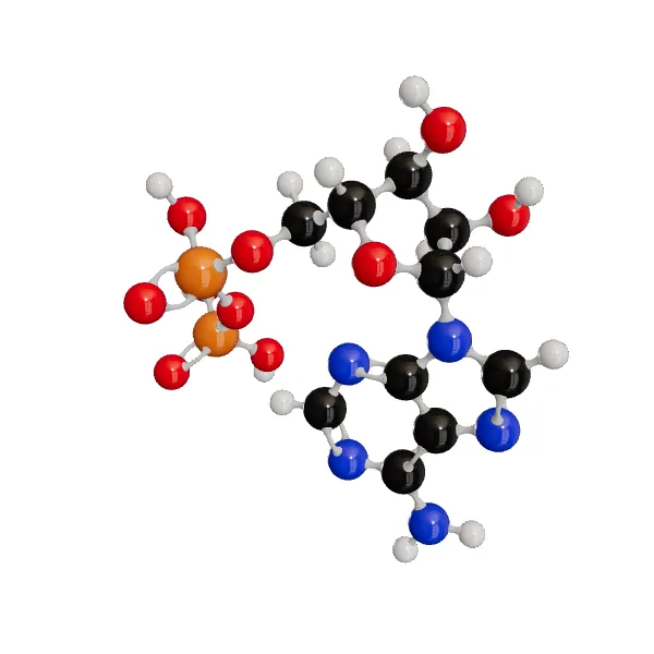 3D model of 5'-Adp