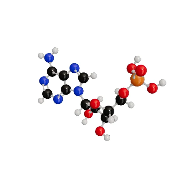 3D model of Adenosine Monophosphate