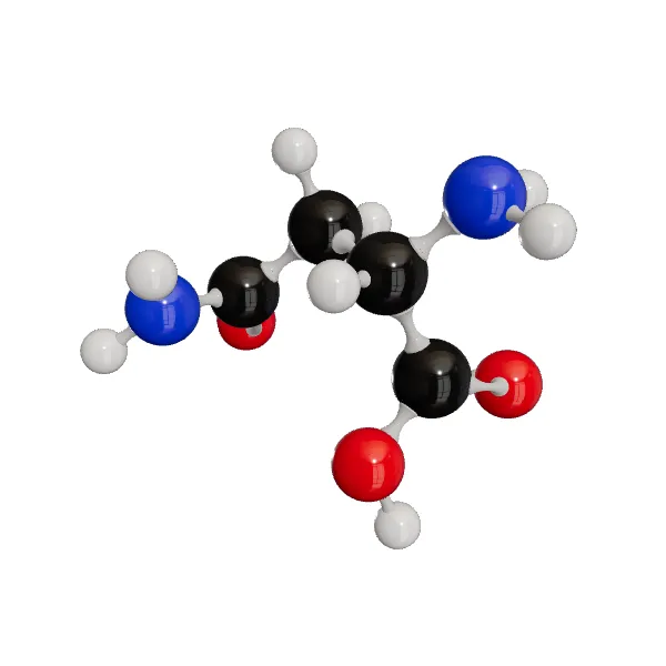 3D model of (-)-Asparagine